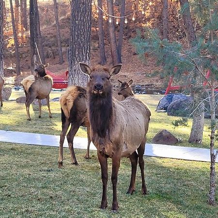 Sierra Blanca Cabins 호텔 루이도소 외부 사진